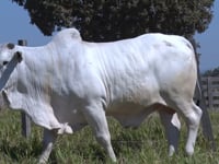 Lote 410