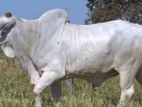 Lote 418