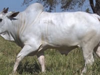 Lote 426
