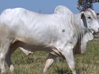 Lote 434