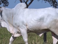 Lote 442