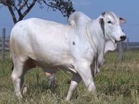 Lote 450