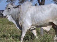 Lote 466