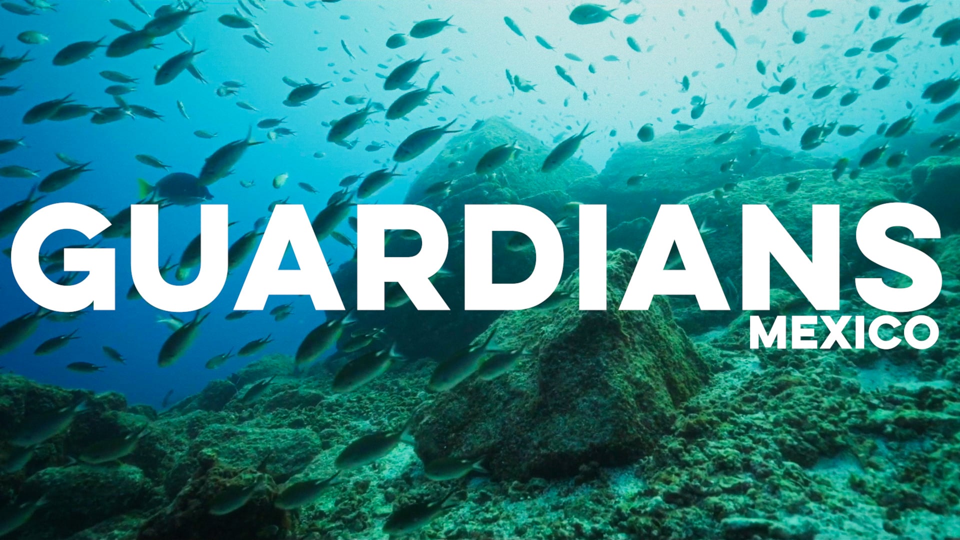 BBC Earth | Guardians | The Gulf of Cortez