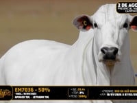 LOTE 2025 A