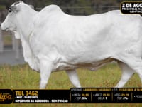 Lote 202