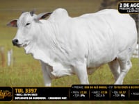 Lote 203