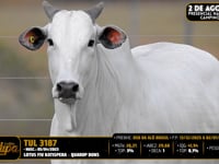 Lote 204