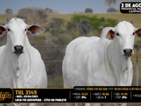 Lote 206