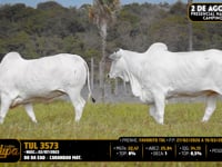 Lote 207