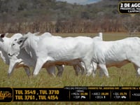 Lote 208