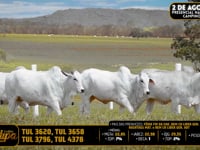 Lote 209