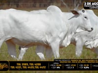 Lote 210