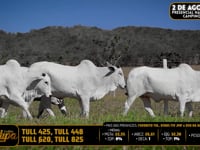 Lote 211