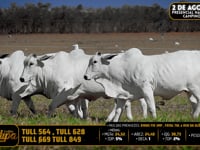 Lote 213