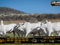 Lote 214