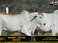 Lote 215