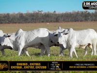 Lote 216