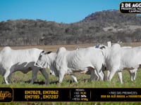 Lote 217