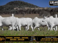 Lote 218