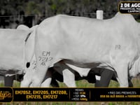 Lote 220