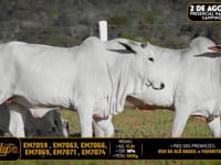 Lote 221