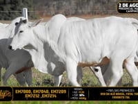 Lote 222