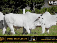 Lote 223