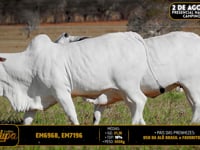 Lote 224