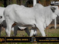 Lote 225