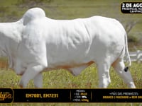 Lote 226