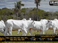 Lote 227