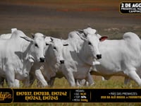 Lote 228