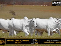 Lote 229