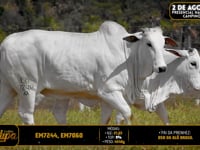 Lote 230