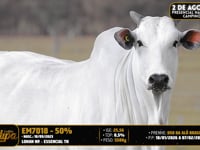 LOTE 2025