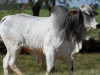 Lote 296
