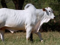 Lote 300