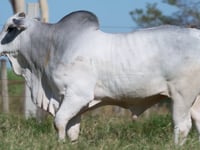 Lote 312