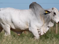 Lote 316