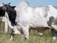 Lote 320