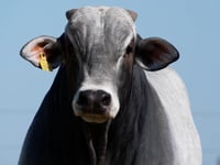 Lote 324