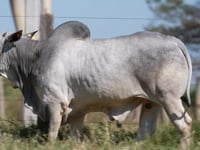 Lote 328