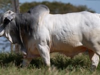 Lote 333