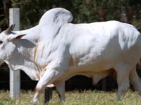 Lote 341