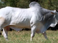 Lote 343