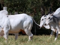 Lote 345
