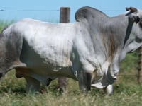 Lote 279