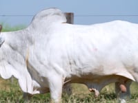 Lote 01D