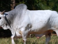 Lote 06D